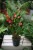 Anthurium andraeanum Million Flowers to efektowna roślina doniczkowa o błyszczących liściach i licznych czerwonych kwiatach – idealna do domu i biura.