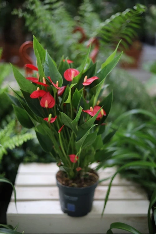 Anthurium andraeanum Million Flowers to efektowna roślina doniczkowa o błyszczących liściach i licznych czerwonych kwiatach – idealna do domu i biura.