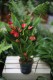 Anthurium andraeanum Million Flowers to efektowna roślina doniczkowa o błyszczących liściach i licznych czerwonych kwiatach – idealna do domu i biura.