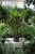 Anthurium andraeanum Million Flowers