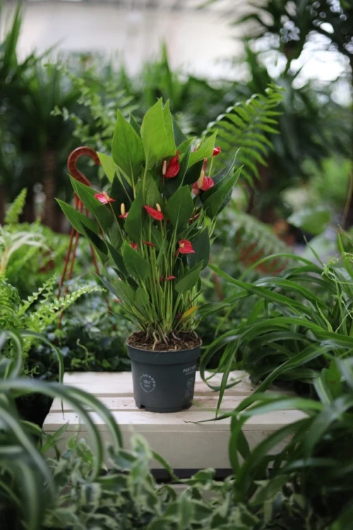 Anthurium andraeanum Million Flowers