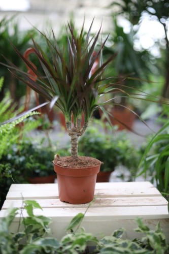 Dracaena marginata Magenta to elegancka roślina doniczkowa o smukłych liściach z różowymi akcentami, idealna do domu i biura.