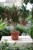 Dracaena marginata Magenta to elegancka roślina doniczkowa o smukłych liściach z różowymi akcentami, idealna do domu i biura.