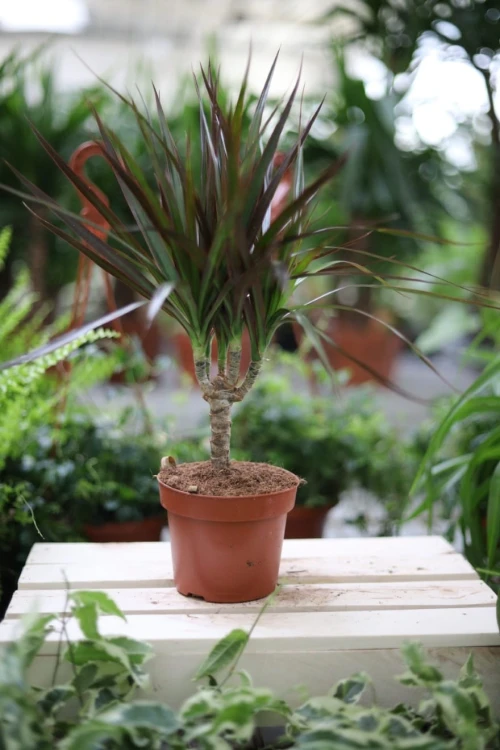 Dracaena marginata Magenta to elegancka roślina doniczkowa o smukłych liściach z różowymi akcentami, idealna do domu i biura.