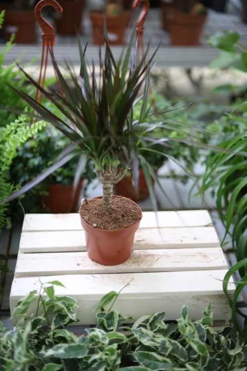Dracaena marginata Magenta
