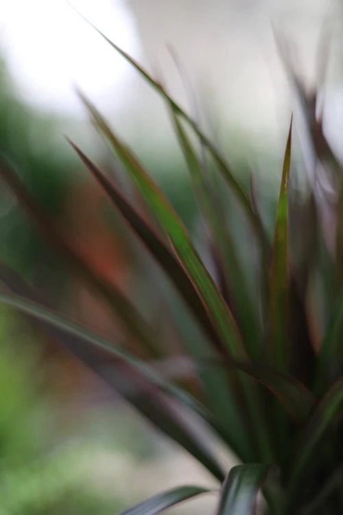 Dracena obrzeżona