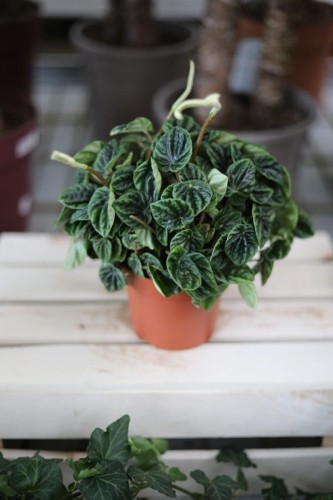 Peperomia Caperata 'Lilian'