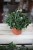 Peperomia Caperata 'Lilian'