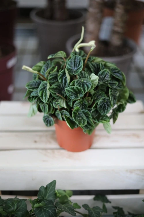 Peperomia Caperata 'Lilian'