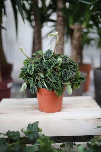 Peperomia Caperata 'Lilian' to kompaktowa roślina doniczkowa o karbowanych, ciemnozielonych liściach i białych kwiatach – idealna do domu i biura.