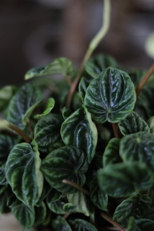 Peperomia kędzierzawa