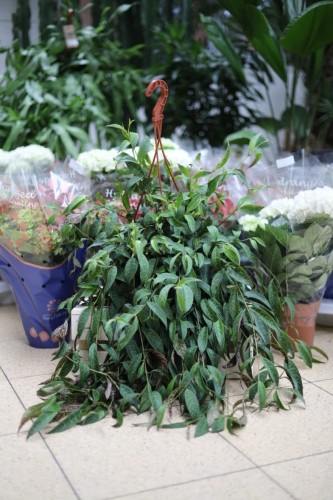 Aeschynanthus marmoratus to efektowna roślina doniczkowa o marmurkowych, zielono-białych liściach – idealna do domu i biura, które cenią oryginalne dekoracje.