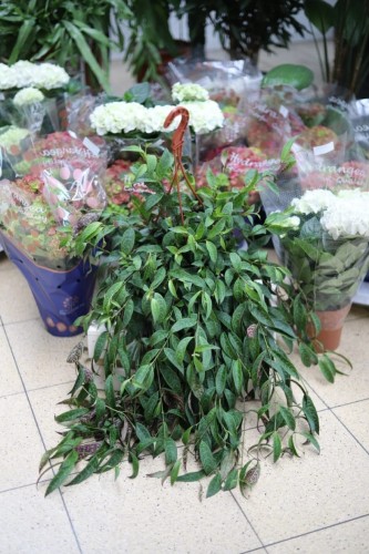 Aeschynanthus marmoratus