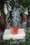 Alocasia Amazonica 'Polly'