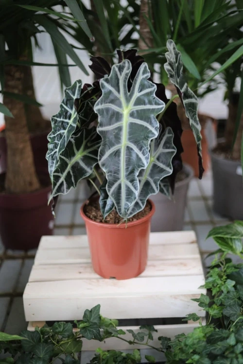 Alocasia Amazonica 'Polly'