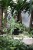 Ficus Sagittata Radicans White