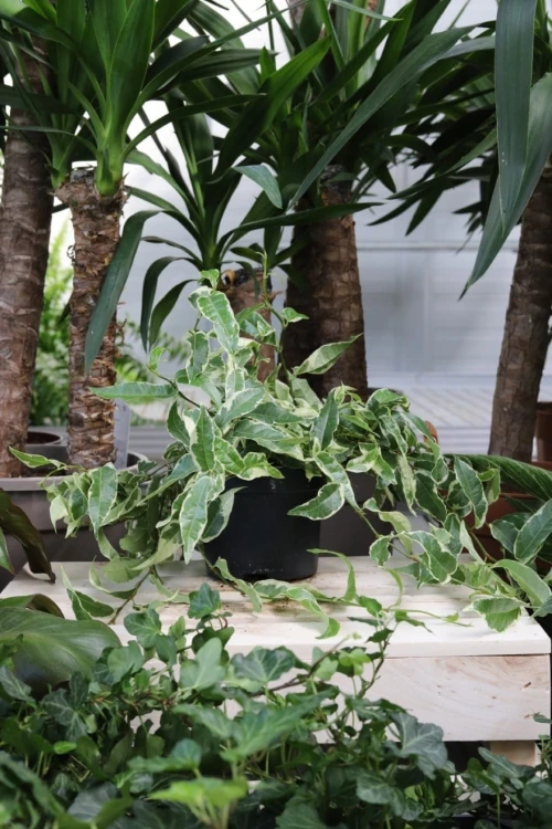 Ficus Sagittata Radicans White