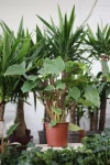 Homalomena rubescens 'Maggy' XL