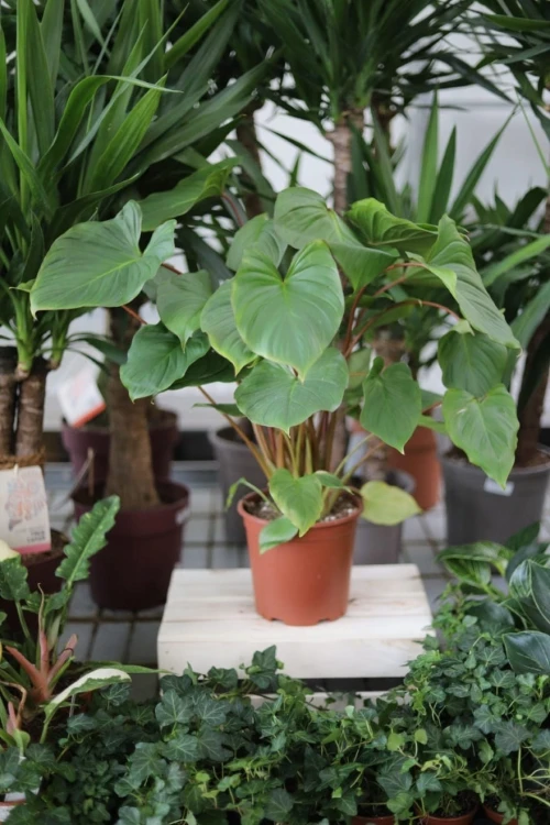 Homalomena rubescens 'Maggy'