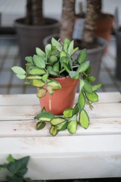 Hoya sp. aff. burtoniae variegata DS 70 to wyjątkowa roślina doniczkowa o zielonych liściach z kremowymi przebarwieniami, idealna do domu i biura.