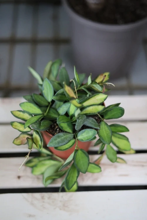 Hoya sp. aff. burtoniae variegata DS 70