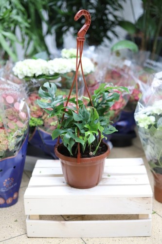 Monstera Minima to kompaktowa roślina doniczkowa o ciemnozielonych, błyszczących liściach z charakterystycznymi wycięciami, idealna do domu i biura.