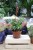 Monstera Minima