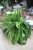Nephrolepis 'Green Fantasy'