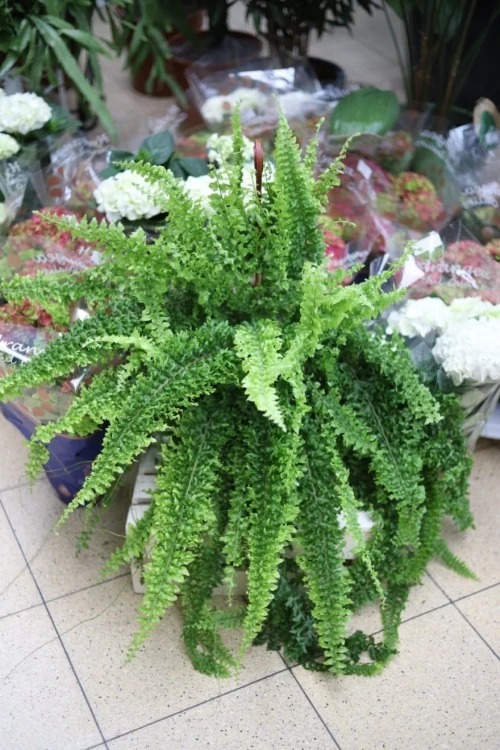 Nephrolepis 'Green Fantasy'