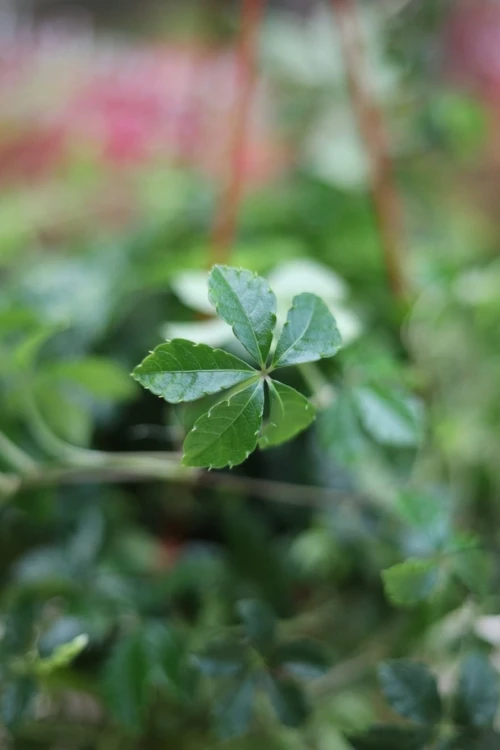 Parthenocissus striata Verona Vein (Cissus)
