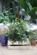 Peperomia pereskiifolia to urocza roślina doniczkowa o mięsistych, jasnozielonych liściach, idealna do domu i biura, która wprowadzi świeżość do każdego wnętrza.