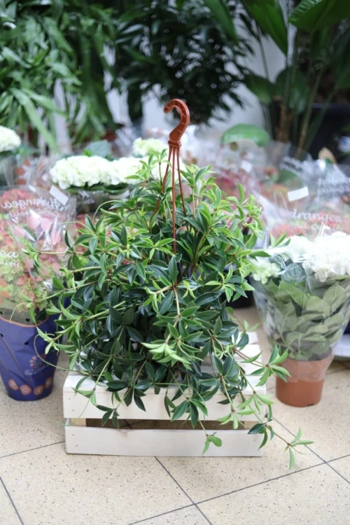 Peperomia pereskiifolia