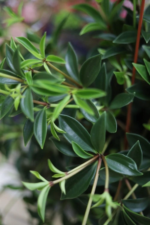 Peperomia pereskiifolia (1)