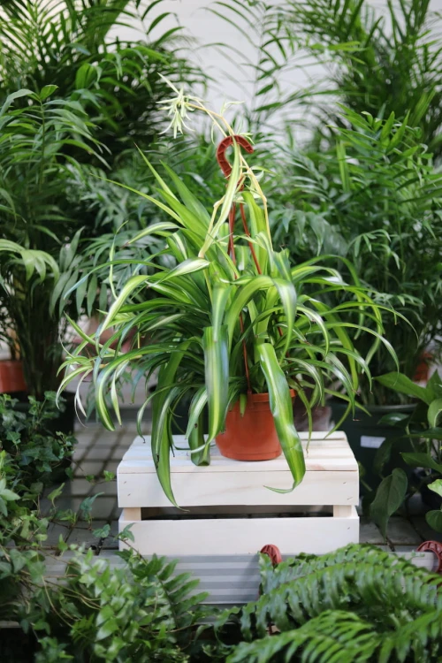 Chlorophytum Hawaiian Spider