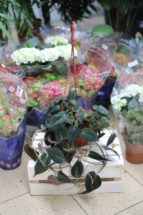 Philodendron scandens Micans