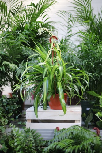 Chlorophytum Hawaiian Spider to atrakcyjna roślina doniczkowa o długich, wąskich liściach z zielono-białymi paskami, idealna do domu i biura.