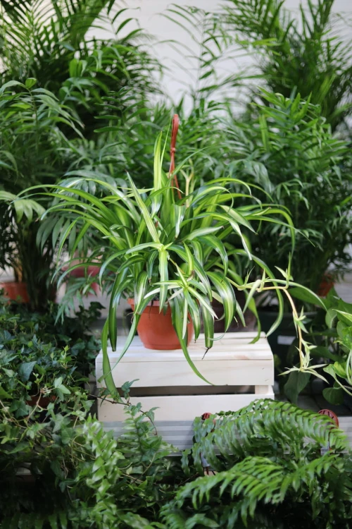 Chlorophytum Hawaiian Spider (Zielistka)