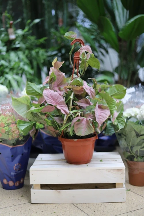 Syngonium Neon Robusta to atrakcyjna roślina doniczkowa o jasnozielonych, strzałkowatych liściach, idealna do domu i nowoczesnego biura.