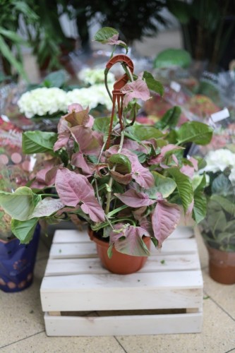 Syngonium Neon Robusta