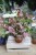 Syngonium Neon Robusta