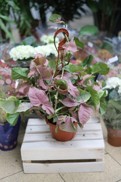 Syngonium Neon Robusta