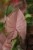 Syngonium Neon Robusta  (Zroślicha)