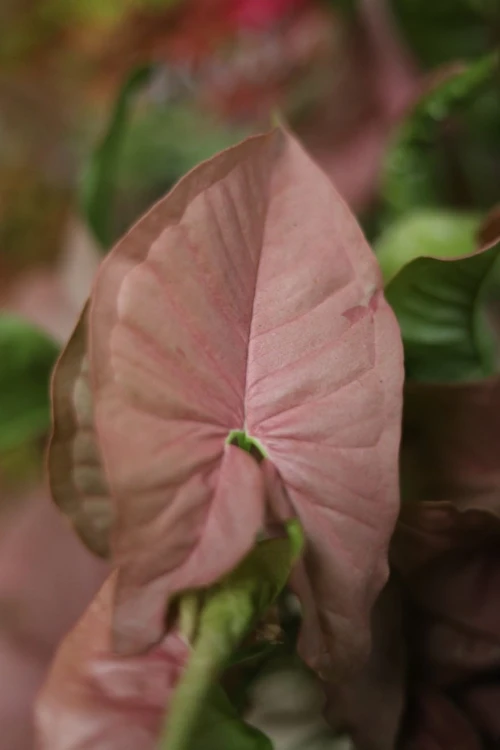 Syngonium Neon Robusta  (Zroślicha)