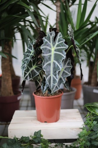 Alocasia Amazonica to efektowna roślina doniczkowa z dużymi, ciemnozielonymi liśćmi ozdobionymi białymi żyłkami – idealna do domu i biura, które potrzebują egzotyki.