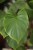Homalomena