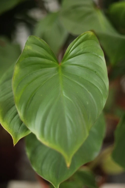 Homalomena