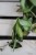 Hoja (1)