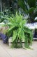 Nephrolepis 'Green Fantasy' to bujna roślina doniczkowa o delikatnych, jasnozielonych liściach, idealna do domu i biura, która ożywi każde wnętrze.