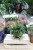 Cissus