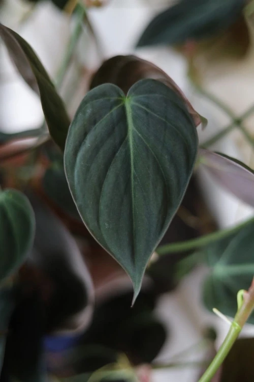 Filodendron pnący